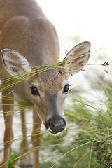 Image showing Key Deer 