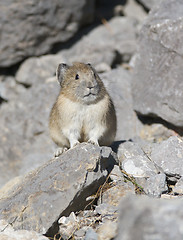 Image showing American Pica