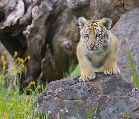 Image showing Tiger Cub