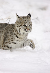 Image showing Bobcat