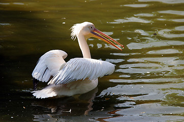 Image showing Pelican
