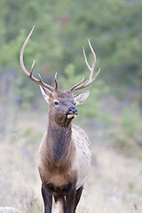 Image showing Canadian Elk 