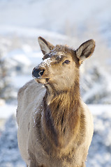 Image showing Elk 