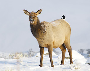 Image showing Elk