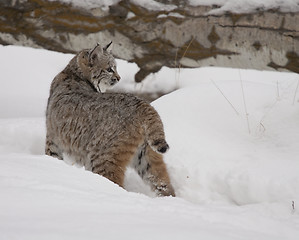 Image showing Bobcat