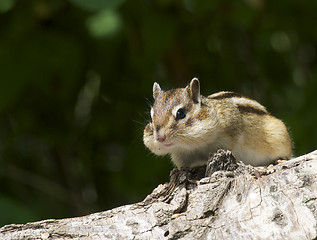 Image showing Siberian Chipmunk