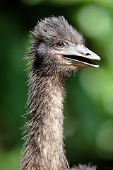 Image showing Ostrich