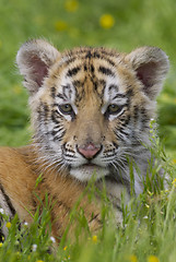 Image showing Tiger Cub