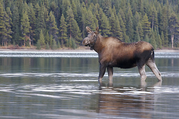 Image showing Cow Moose