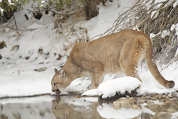 Image showing Mountain Lion