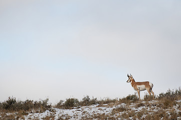 Image showing Pronghorn