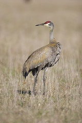 Image showing SandHill Crane