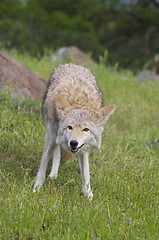 Image showing Coyote