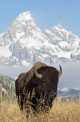 Image showing Bison