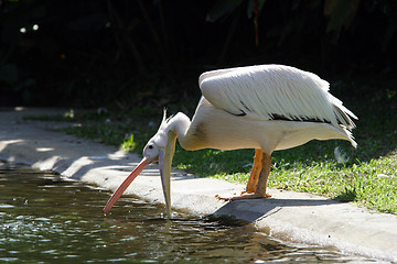 Image showing Pelican