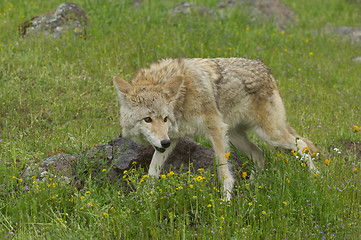 Image showing Coyote