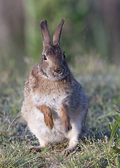 Image showing Eastern Cottontail