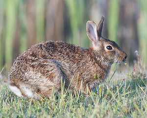 Image showing Eastern Cottontail Rabbit 