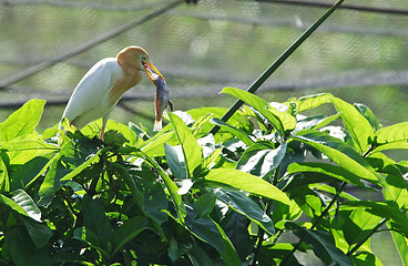 Image showing Heron