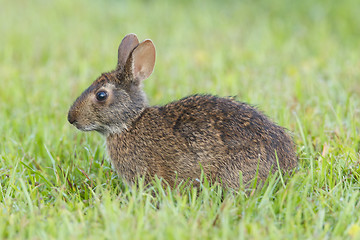 Image showing Marsh Rabbit