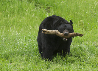 Image showing American Black Bear