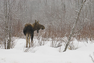 Image showing American Moose