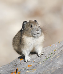 Image showing American Pica