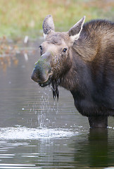 Image showing American Moose