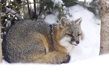 Image showing Gray Fox