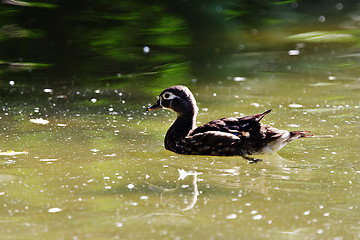 Image showing Wood Duck