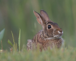 Image showing Eastern Cottontail