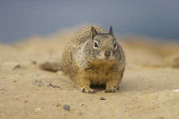 Image showing California Ground Squirrel