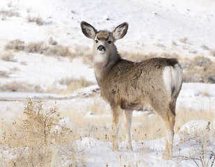 Image showing Mule Deer