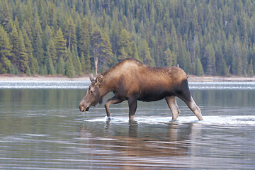 Image showing American Moose