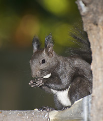 Image showing Russian Black Squirrel 