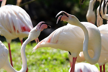 Image showing Cranes