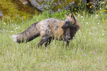 Image showing Cross Fox