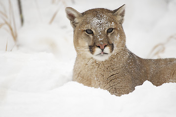 Image showing Mountain Lion