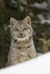 Image showing Lynx