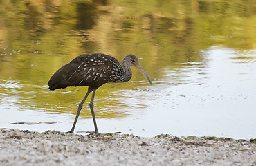 Image showing Limpkin