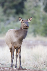 Image showing Canadian Elk 