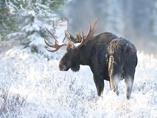 Image showing American Moose