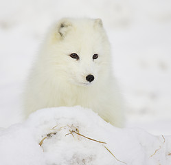 Image showing Arctic Fox