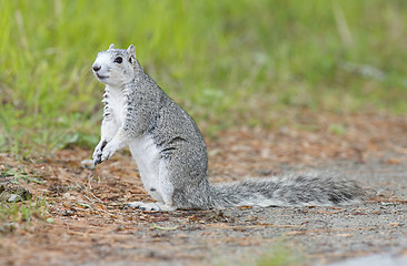 Image showing Delmarva Peninsular Fox Squirrel 