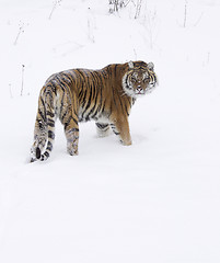 Image showing Amur Tiger