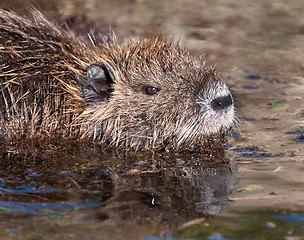 Image showing Nutria