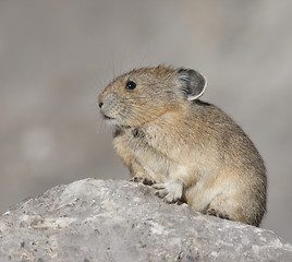 Image showing American Pica
