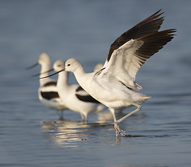 Image showing American Avocet