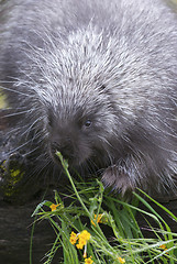 Image showing Porcupine