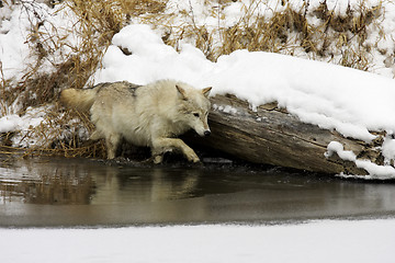 Image showing Gray or Arctic Wolf